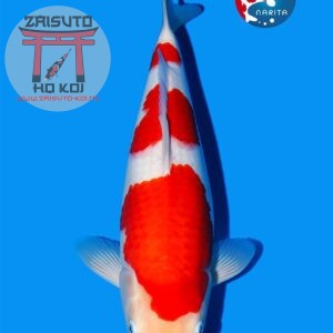Kohaku