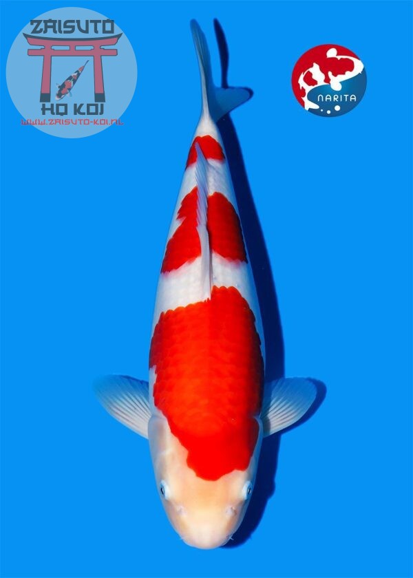 Kohaku