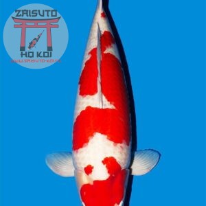 Kohaku