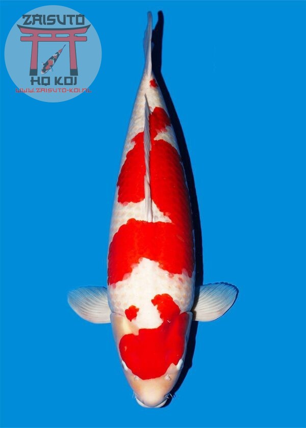 Kohaku