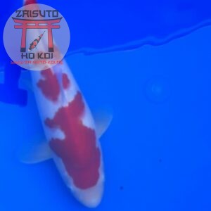 Kohaku