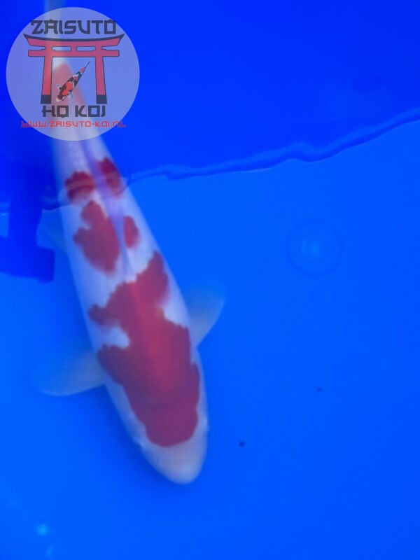 Kohaku