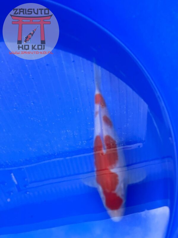Kohaku
